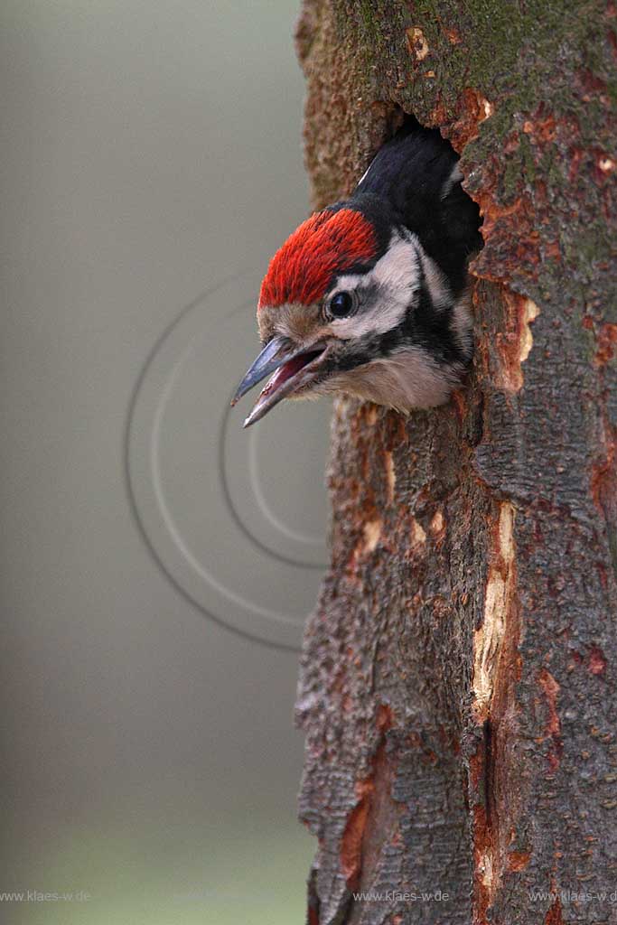 Buntspecht Jungspecht schaut erwartungsvoll aus der Bruthoehl ; Klaes/Hagen Naturfotografie