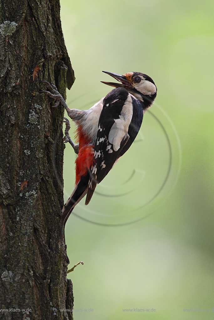 Buntspecht Altvogel auf Futtersuche am Baumstamm kletternd ; Klaes/Hagen Naturfotografie