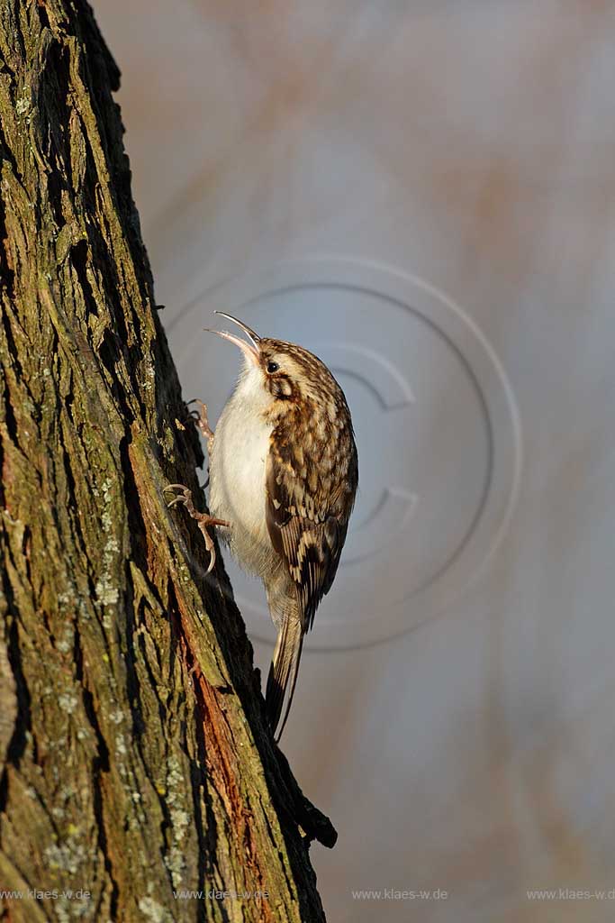 Waldbaumlaeufer laeuft auf Futtersuche an einem Baumstamm hoch