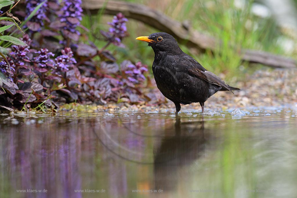 Amsel im Flachwasser eines Teiches