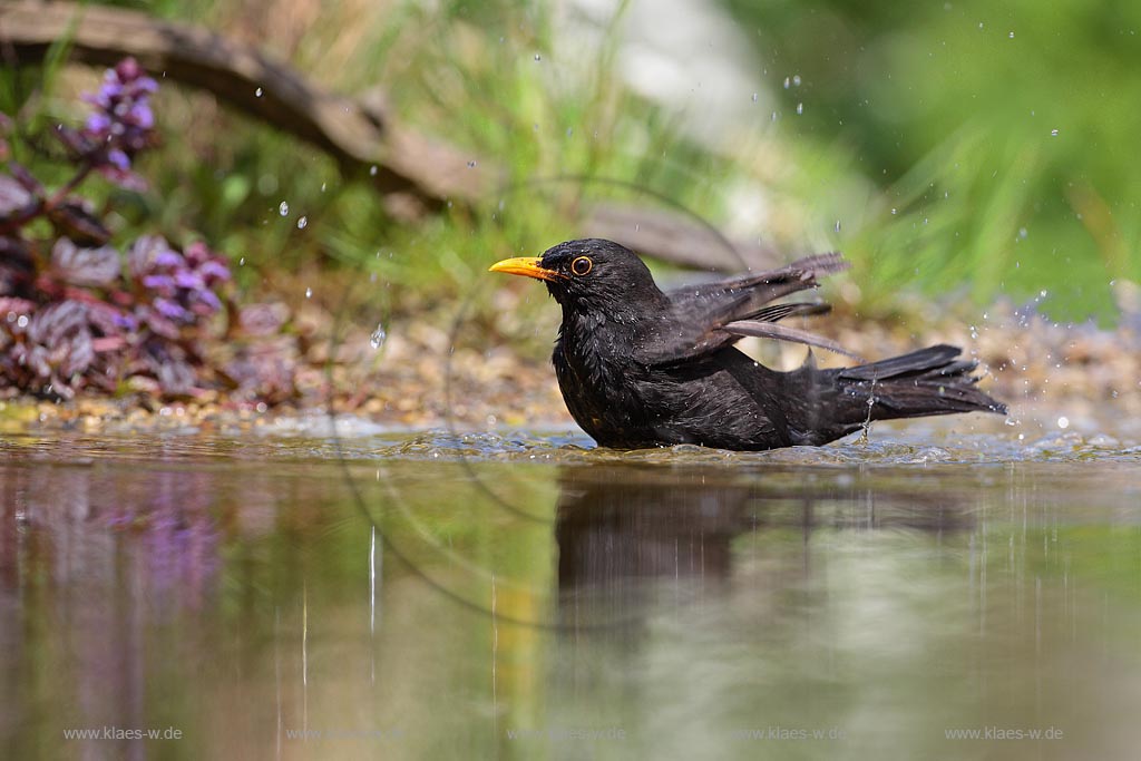 Amsel badet im Flachwasser eines Teiches