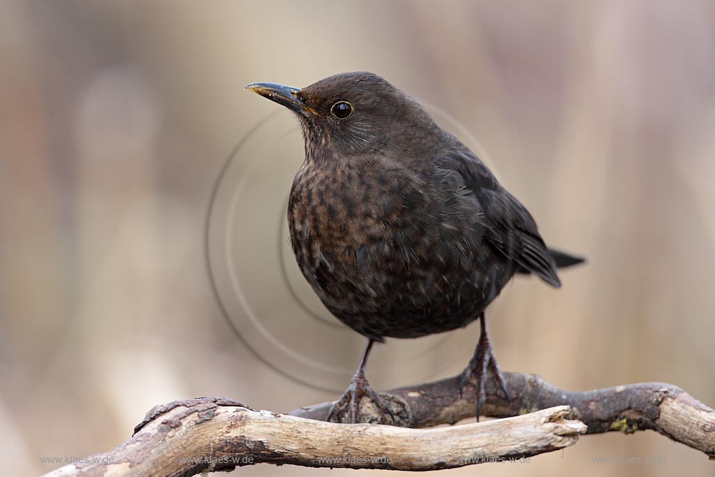 Amsel Weibchen auf Ast