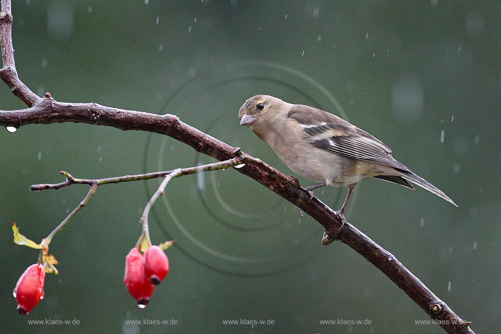 Buchfink mit Hagebutten im Regen