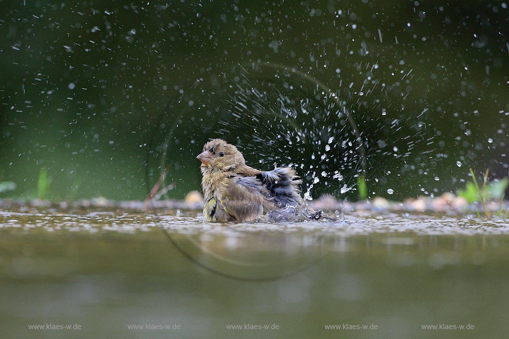 Gruenfink badet