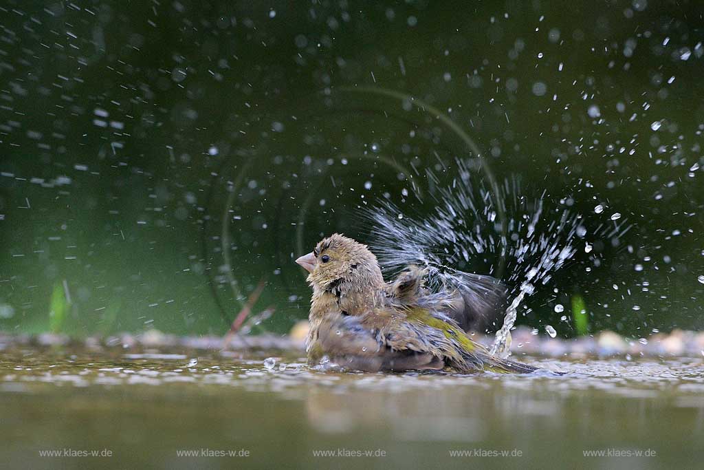 Niedersachsen Deutschland badender Fink; Germany bathing finch