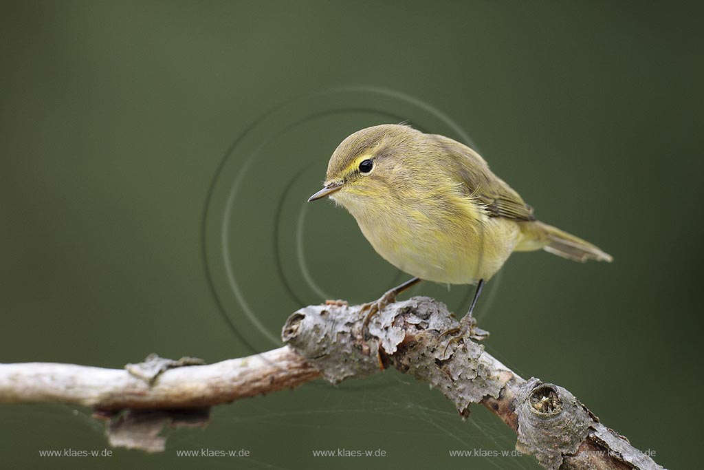 Zilpzalp (Phylloscopus collybita) auf Ast sitzend, Deutschland, Niedersachsen ; Klaes/Hagen Naturfotografie