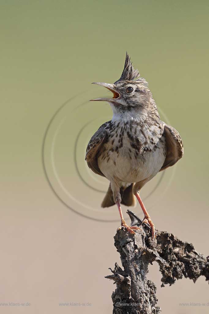 Haubenlerche (Galerida cristata) singt ihr Morgenlied, Ungarn, Kiskunsag ; Klaes/Hagen Naturfotografie