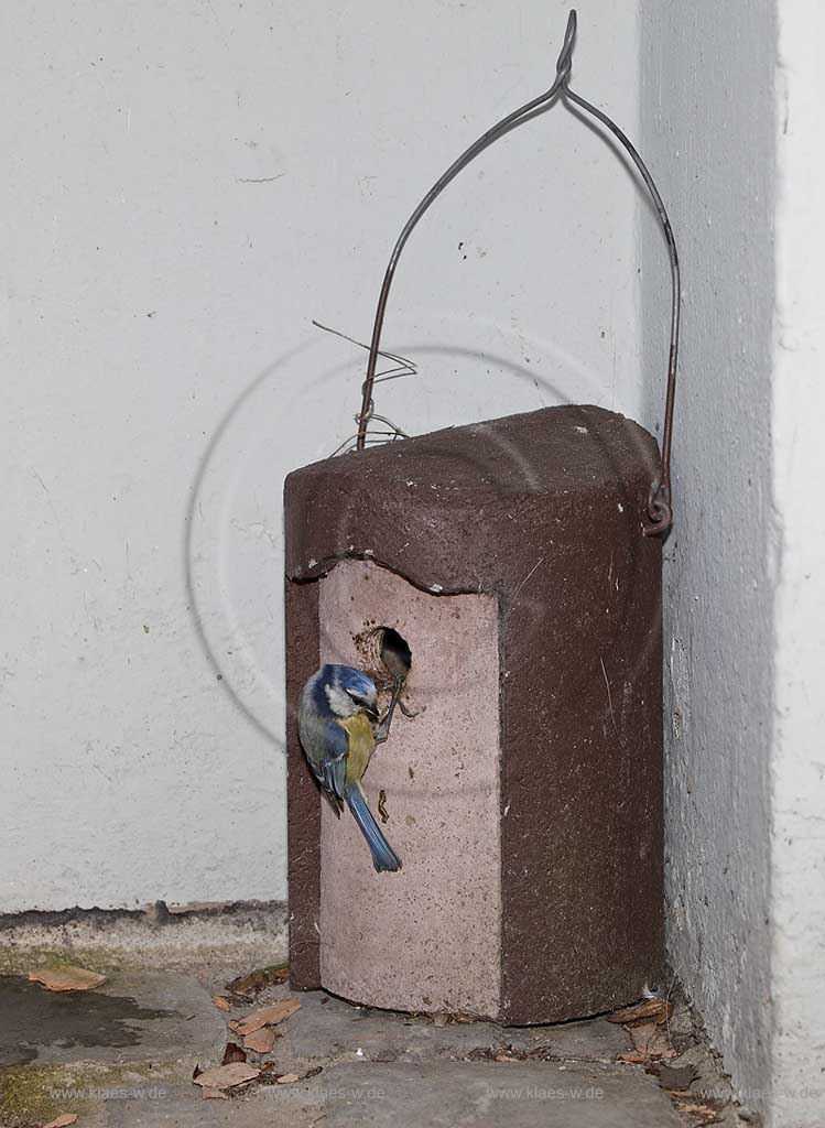 Blaumeise an Schwegler Nistkasten, Fuetterung, Raupe; Blue tit, tomtit  at birdhouse