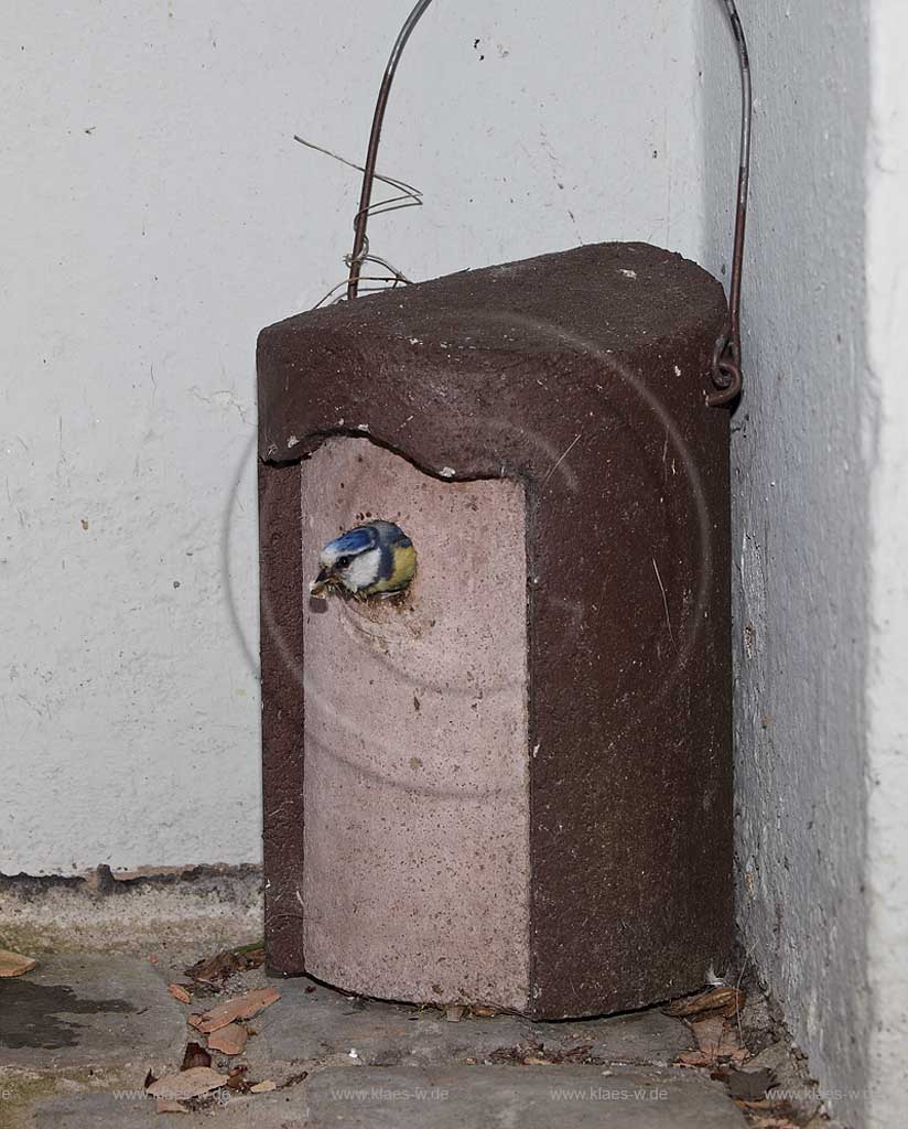Blaumeise an Schwegler Nistkasten bei Ausflug mit Schmutz im Schnabel, Nestsaeuberung; Blue tit, tomtit  at birdhouse