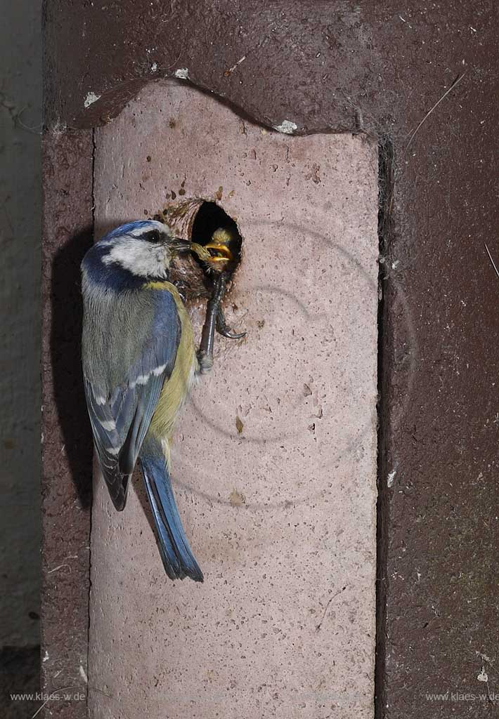 Blaumeise an Schwegler Nistkasten bei Fuetterung des Jungvogels, Uebergabe von Raupen und anderen Insekten in den geoeffneten Schnabel des Jungvogels; Blue tit, tomtit  at birdhouse squab feeding