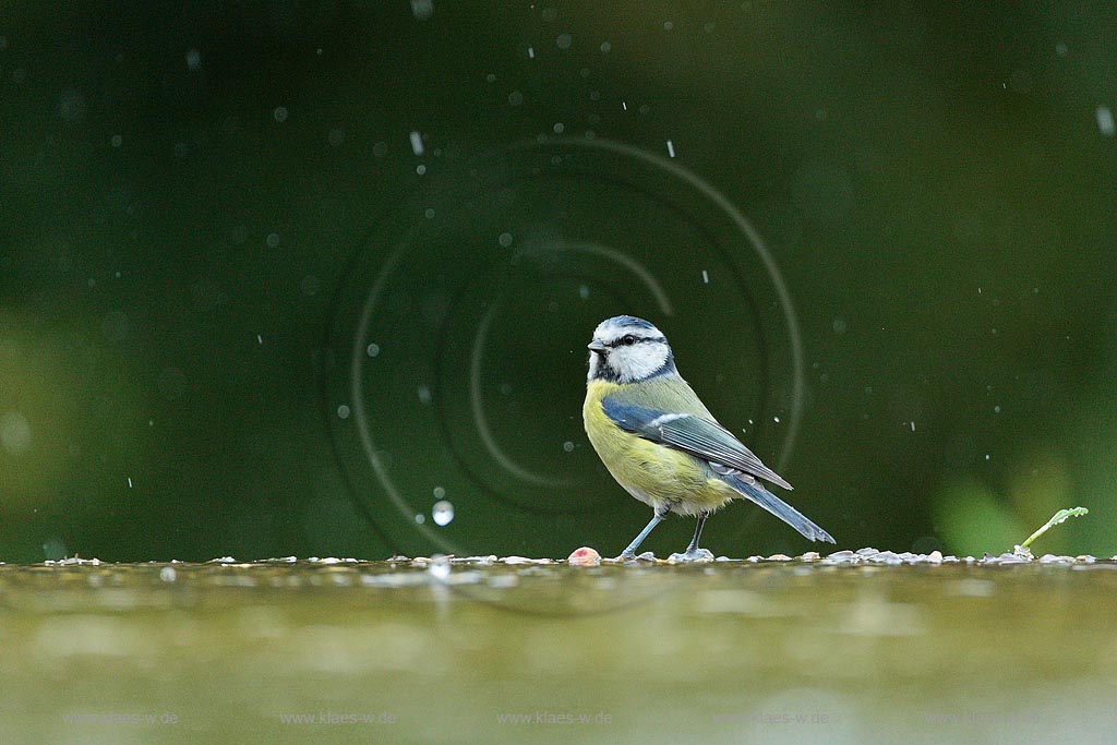 Blaumeise am Wasser im Regen