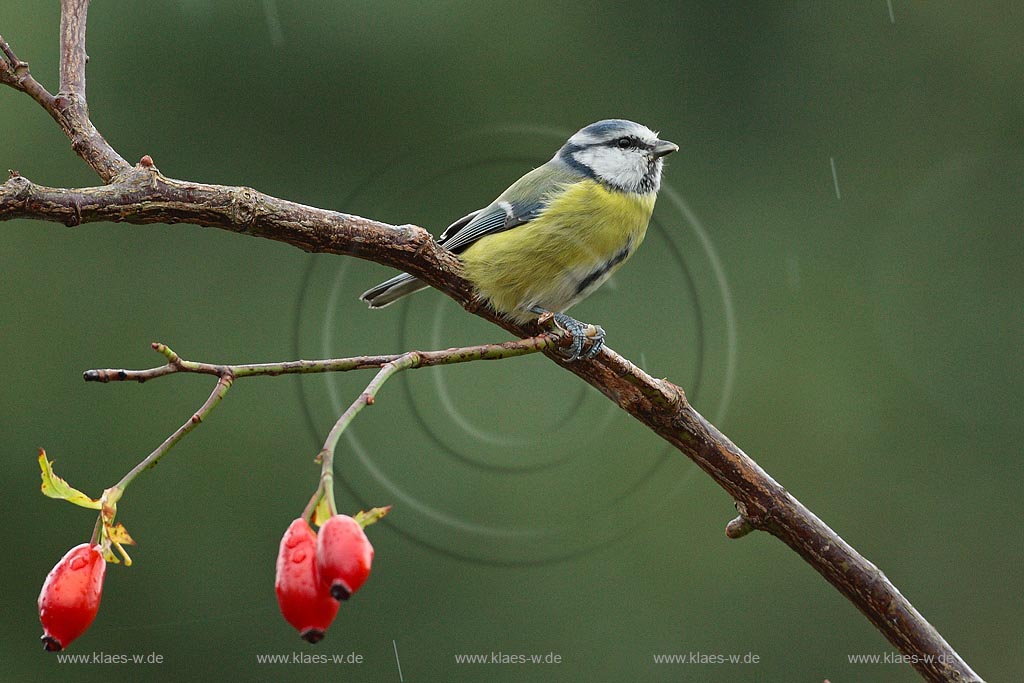 Blaumeise im Regen mit Hagebutten