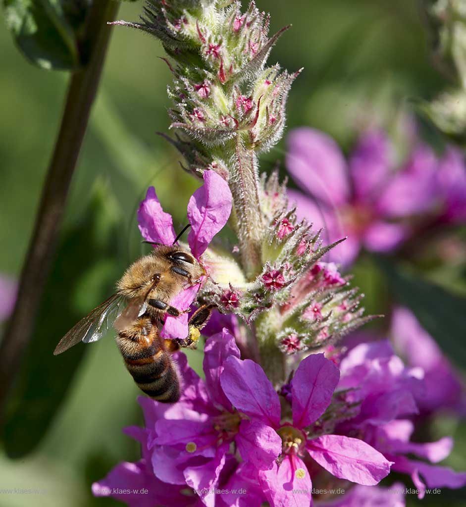 Honigbiene ( apis mellifera ) auf Gewoehnlichem Blutweiderich (Lythrum salicaria) nach Nektar suchend; honeybee on purple loosestrife