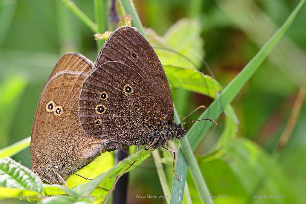 Eifel Deutschland Nahaufnahme von einem Braunen Waldvogel, Schornsteinfeger bei der Paarung; Germany close-up view of Ringlet while the mating