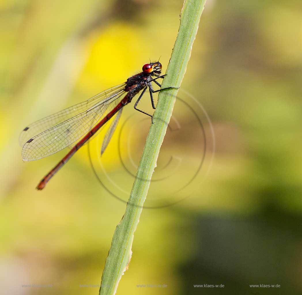 Fruehe Adonislibelle ( pyrrhosoma nymphula ) an Halm sitzend, Fluegel angelegt; red dragonfly