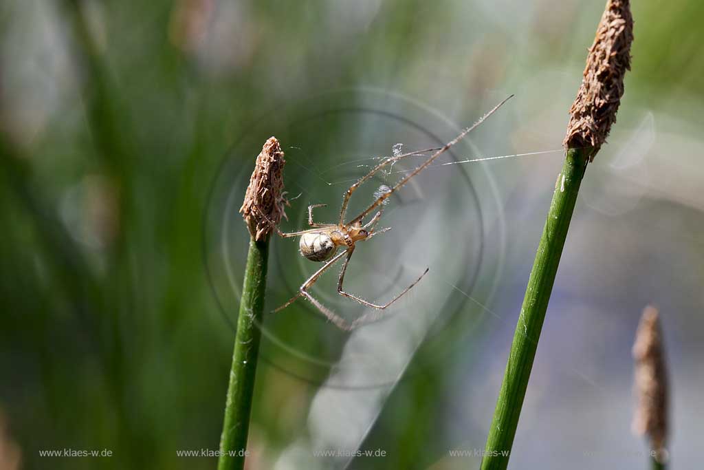 Gemeine Streckerspinne ( Tetragnatha extensa ) beim spinnen eines Netzes zwischen Halmen der Binse