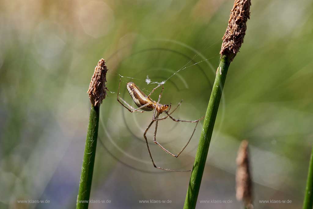Gemeine Streckerspinne ( Tetragnatha extensa ) beim spinnen eines Netzes zwischen Halmen der Binse