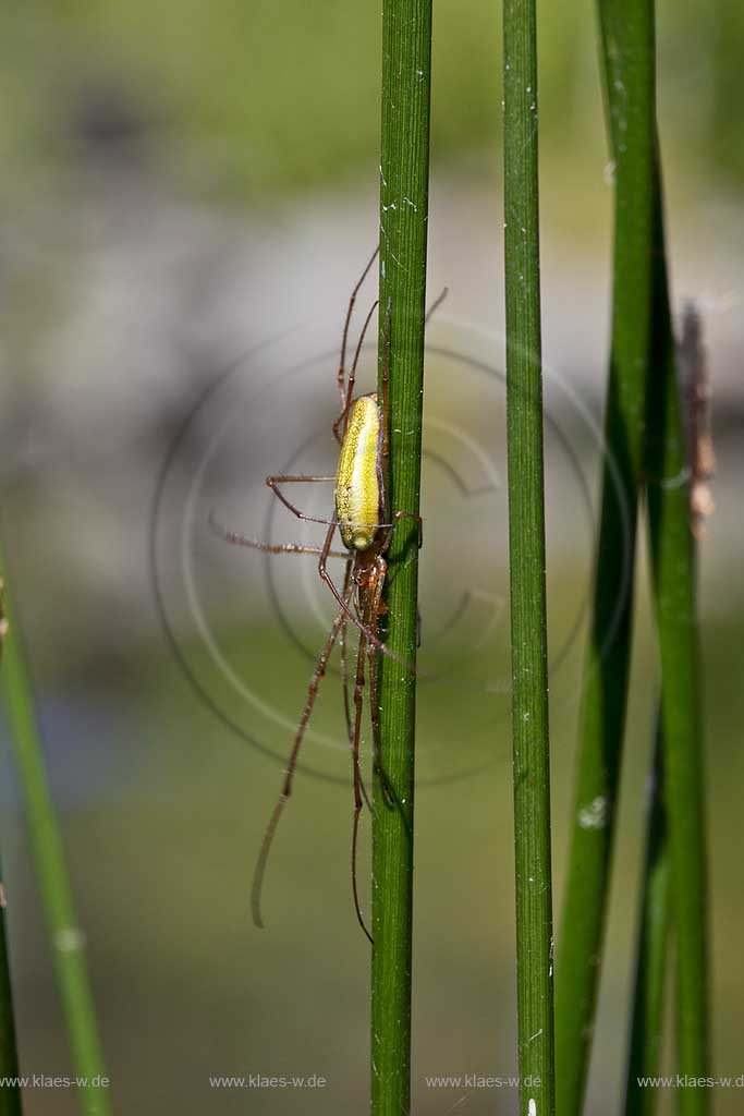 Gemeine Streckerspinne ( Tetragnatha extensa ) beim lauernd zwischen Halmen der Binse, zwei Tiere