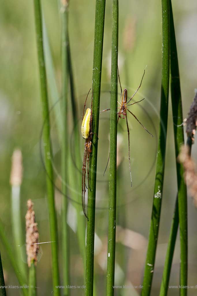 Gemeine Streckerspinne ( Tetragnatha extensa ) beim lauernd zwischen Halmen der Binse, zwei Tiere