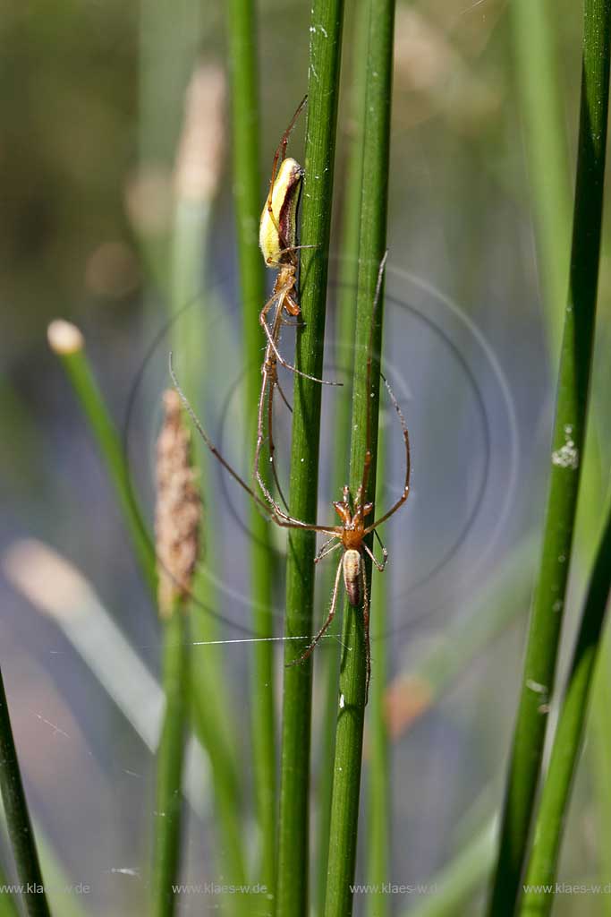 Gemeine Streckerspinne ( Tetragnatha extensa ) beim lauernd zwischen Halmen der Binse, zwei Tiere