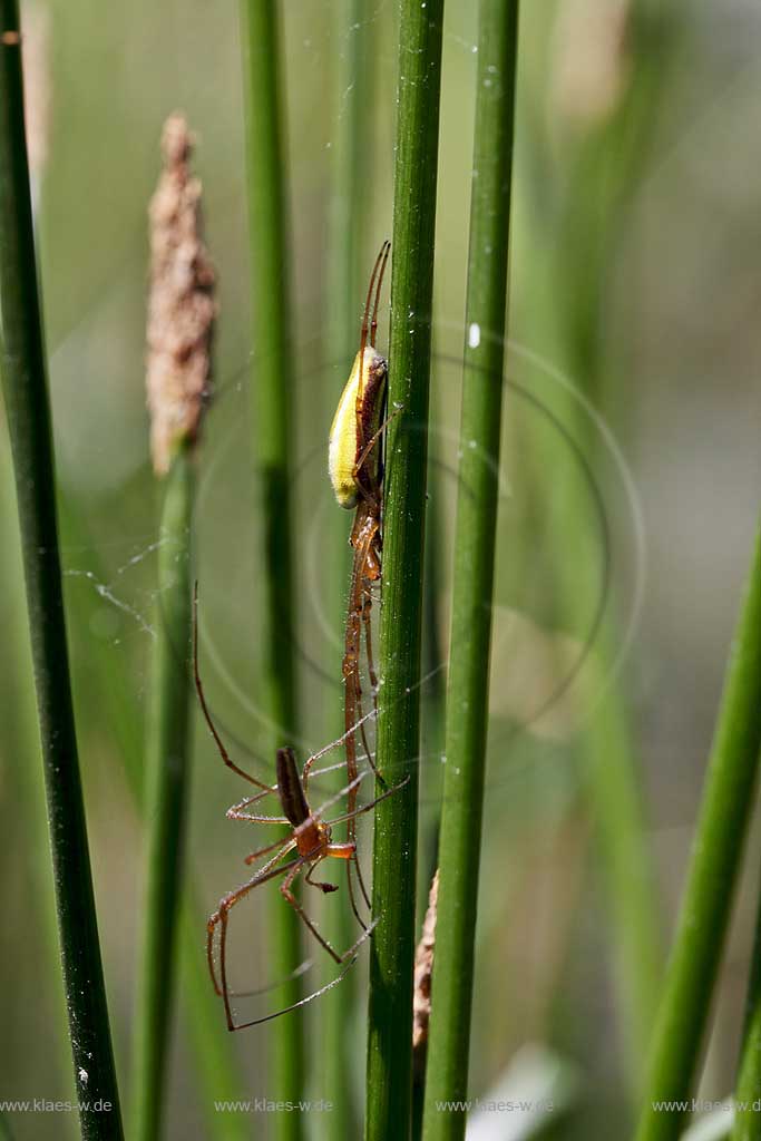 Gemeine Streckerspinne ( Tetragnatha extensa ) beim lauernd zwischen Halmen der Binse, zwei Tiere