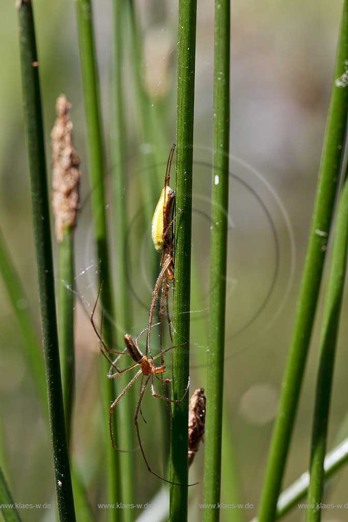 Gemeine Streckerspinne ( Tetragnatha extensa ) beim lauernd zwischen Halmen der Binse, zwei Tiere