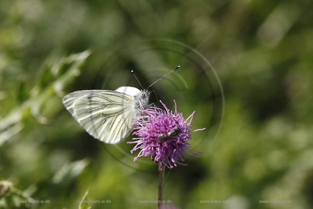 Kleiner Kohlweissling, Pieris rapae auf Distelbluehte