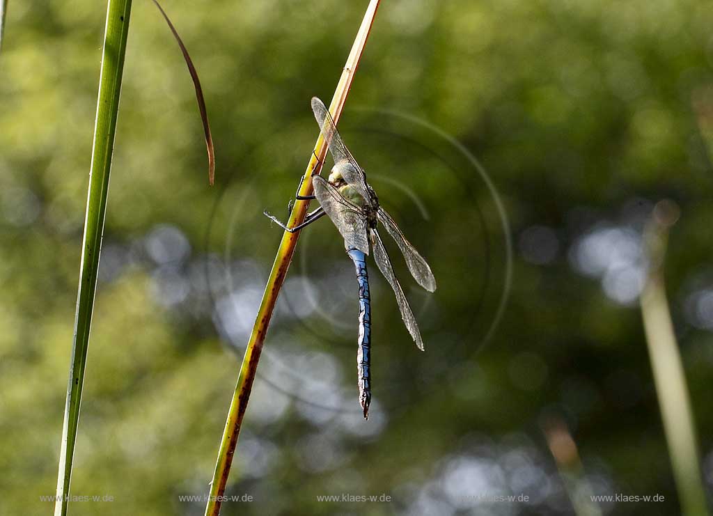 Blaugruene Mosaikjungfer (Aeshna cyanea ) an Halm sitzend aus Froschperspektive fotografiert; dragonfly worms eye view