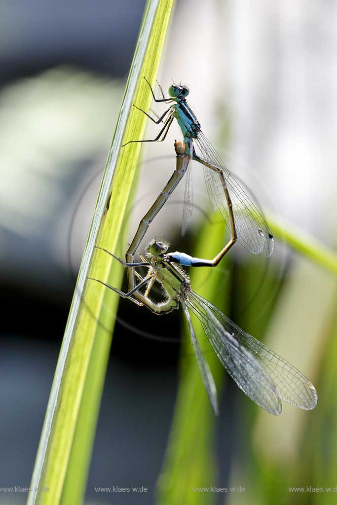 Grosse Pechlibelle ( Ischnura elegans ) auf gruenem Halm sitzend, Paarung, seitliche Perspektive, blue dragonfly copulation