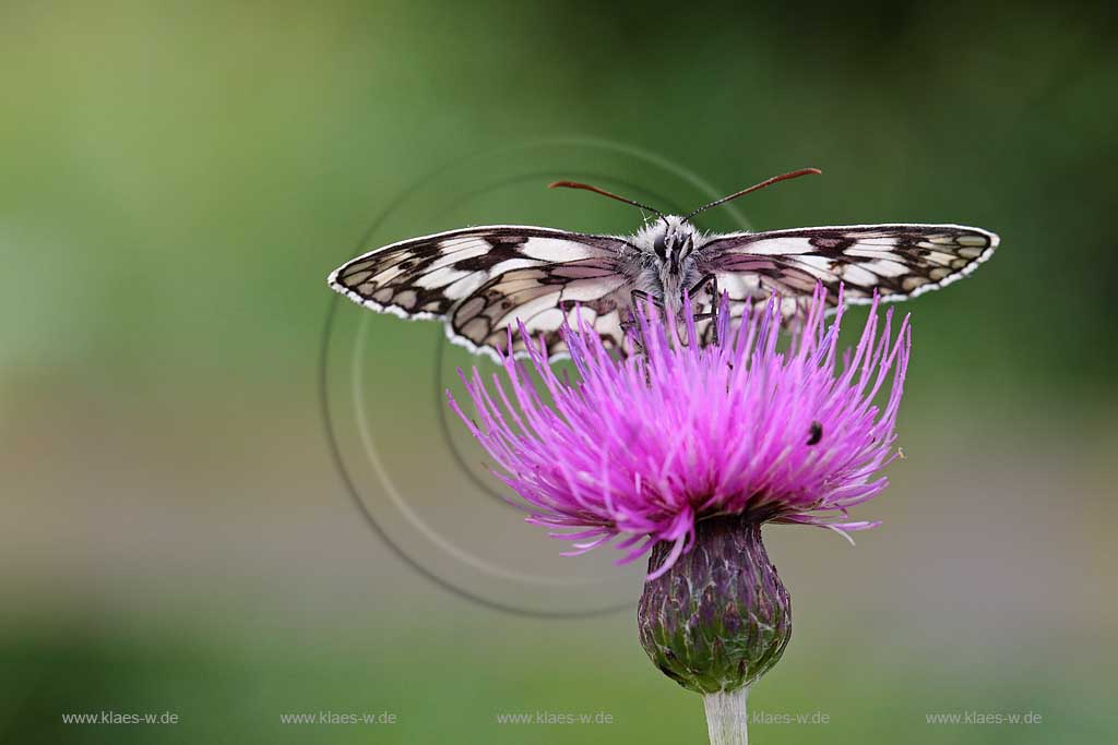 Eifel Deutschland Nahaufnahme von einem Edelfalter, Schachbrettfalter, auf einer Flockenblume; Germany close-up view of a Marbled White on a knapweed