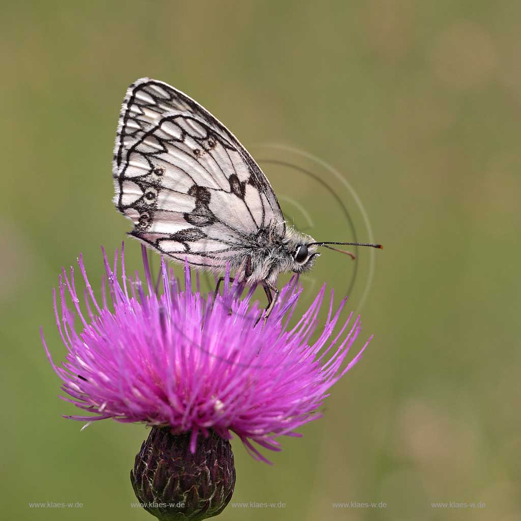 Eifel Deutschland Nahaufnahme von einem Edelfalter, Schachbrettfalter, auf einer Flockenblume; Germany close-up view of a Marbled White on a knapweed