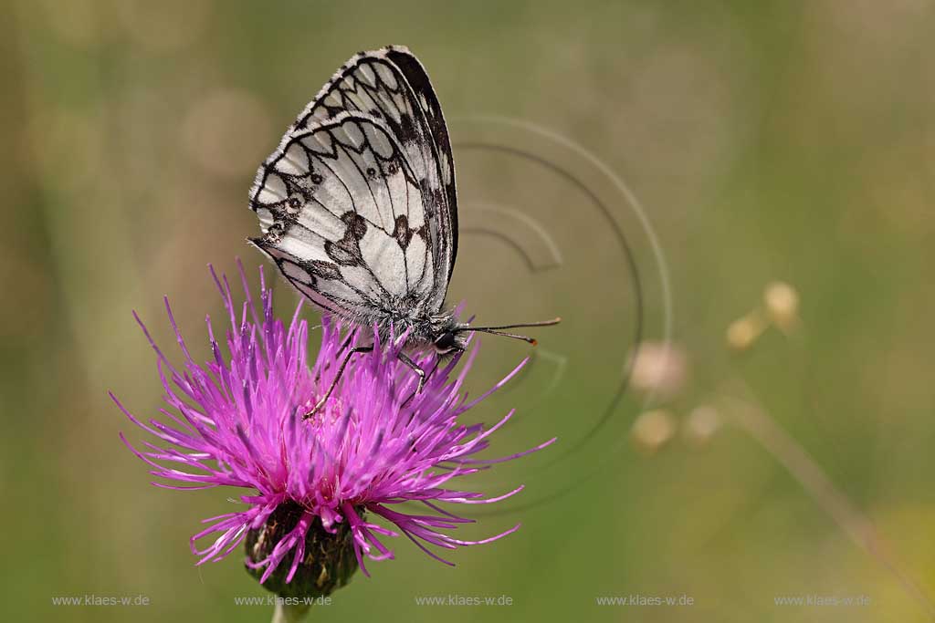 Eifel Deutschland Nahaufnahme von einem Edelfalter, Schachbrettfalter, auf einer Flockenblume; Germany close-up view of a Marbled White on a knapweed