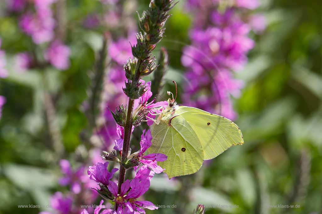 Zitronenfalter ( Gonepteryx rhamni ) auf Gewoehnlichem Blutweiderich (Lythrum salicaria) mit Saugrssel in Bluehtenkelch nach Nektar suchend; brimstone butterfly on purple loosestrife