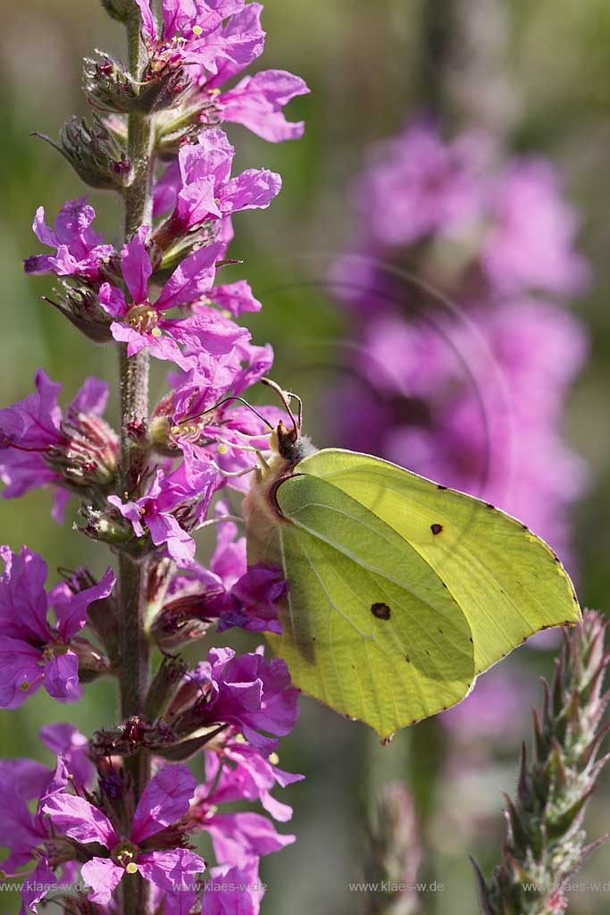 Zitronenfalter ( Gonepteryx rhamni ) auf Gewoehnlichem Blutweiderich (Lythrum salicaria) mit Saugrssel in Bluehtenkelch nach Nektar suchend; brimstone butterfly on purple loosestrife