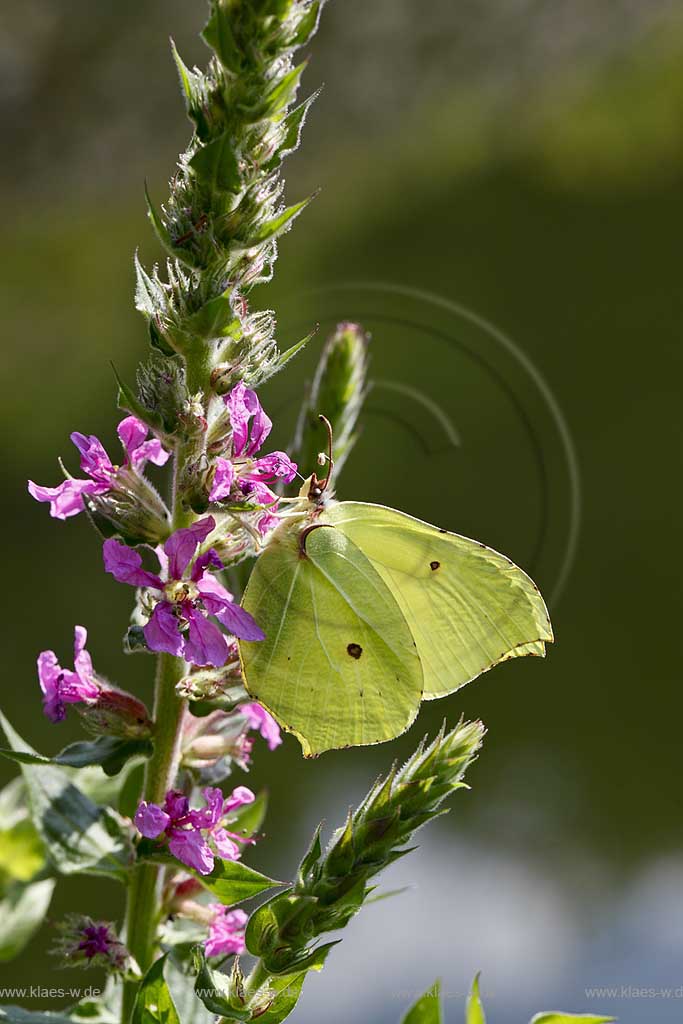 Zitronenfalter ( Gonepteryx rhamni ) auf Gewoehnlichem Blutweiderich (Lythrum salicaria) mit Saugrssel in Bluehtenkelch nach Nektar suchend; brimstone butterfly on purple loosestrife