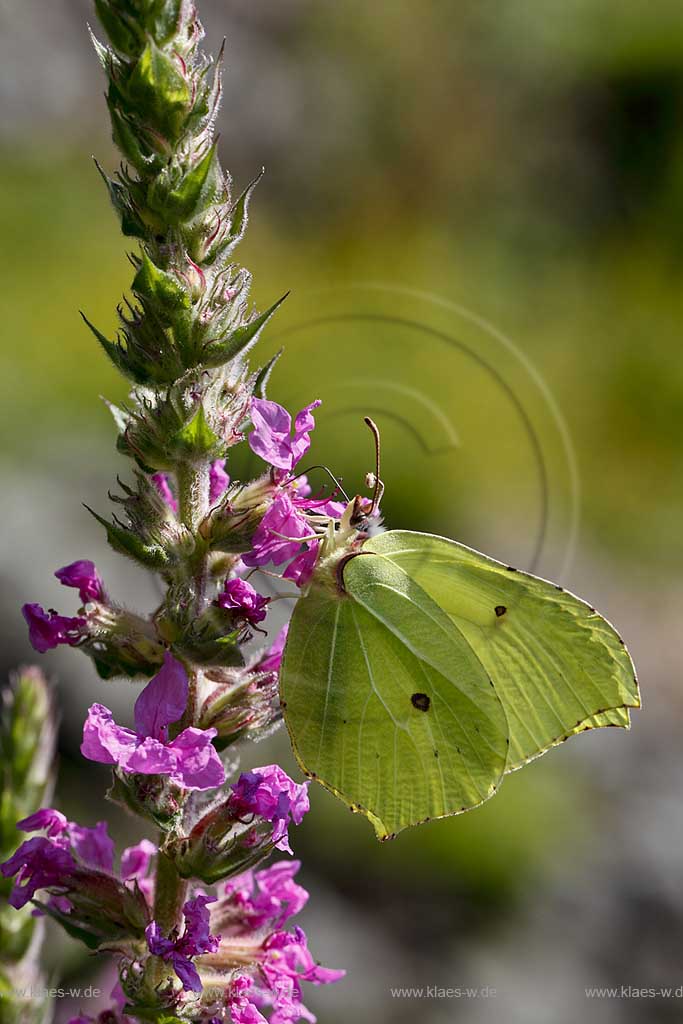Zitronenfalter ( Gonepteryx rhamni ) auf Gewoehnlichem Blutweiderich (Lythrum salicaria) mit Saugrssel in Bluehtenkelch nach Nektar suchend; brimstone butterfly on purple loosestrife