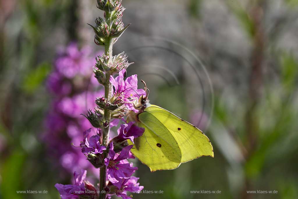 Zitronenfalter ( Gonepteryx rhamni ) auf Gewoehnlichem Blutweiderich (Lythrum salicaria) mit Saugrssel in Bluehtenkelch nach Nektar suchend; brimstone butterfly on purple loosestrife