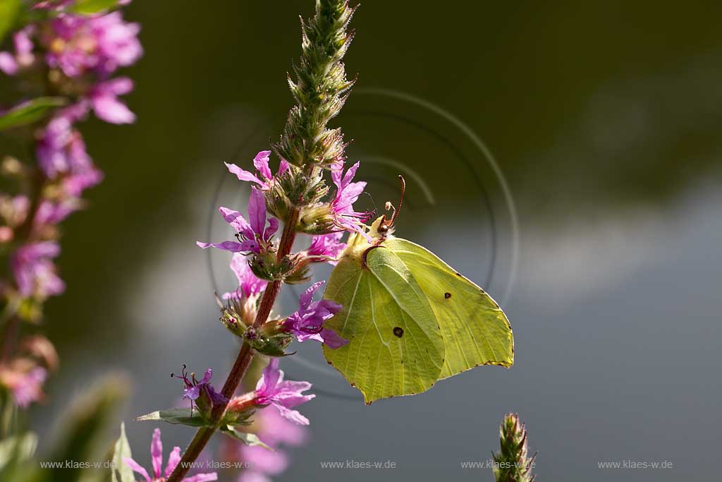 Zitronenfalter ( Gonepteryx rhamni ) auf Gewoehnlichem Blutweiderich (Lythrum salicaria) mit Saugrssel in Bluehtenkelch nach Nektar suchend; brimstone butterfly on purple loosestrife