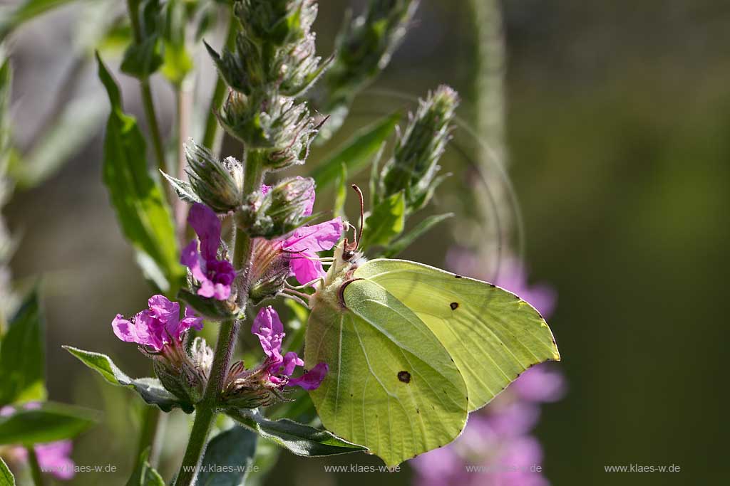Zitronenfalter ( Gonepteryx rhamni ) auf Gewoehnlichem Blutweiderich (Lythrum salicaria) mit Saugrssel in Bluehtenkelch nach Nektar suchend; brimstone butterfly on purple loosestrife